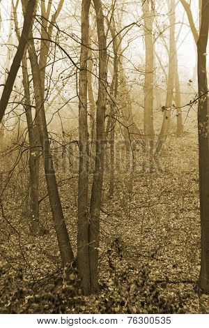 Mist In The Autumn Forest