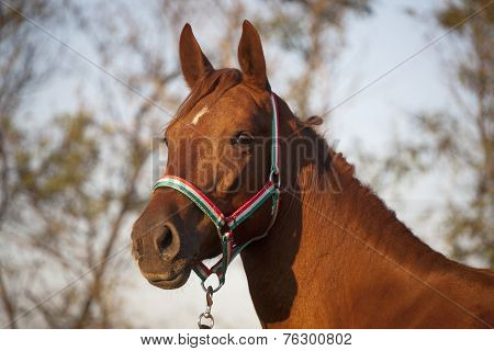 Side view portrait of an beautiful mare hungarian breed gidran 	Side view portrait of an beautiful