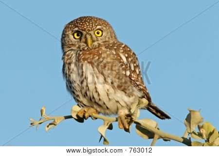 Pearl skvrnitá sova