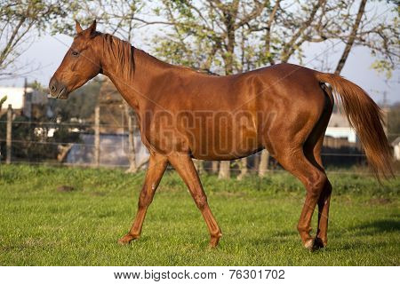 Peaceful young pregnant mare galloping in summer corral