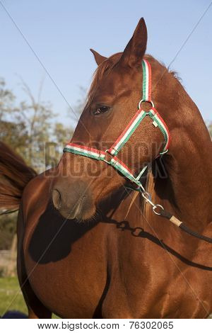 Beautiful Horse Head Shot Side View