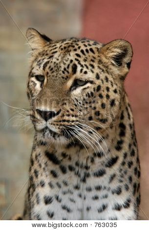 İran leoparı