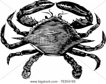Blue Crab Engraving (callinectes Hastatus)