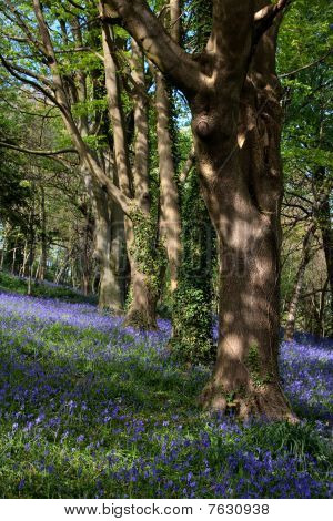 Bluebells ในบันกอร์