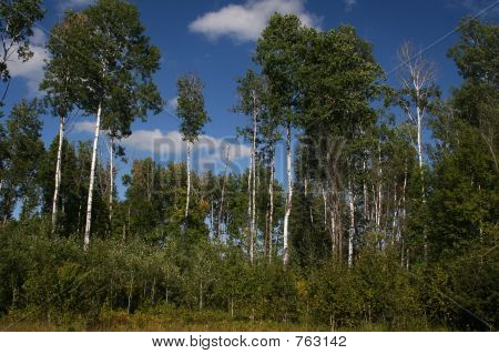 Floresta de Aspen