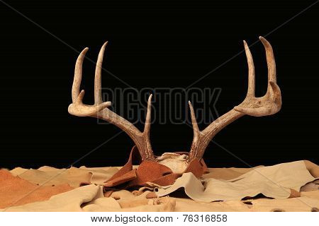Large Rack Of Deer Antlers