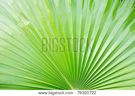 Leaf background
