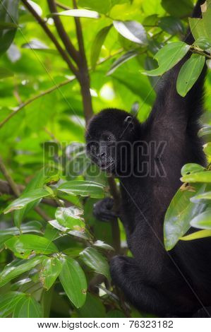 Spider Monkey
