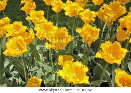 Gule blomster tulipaner