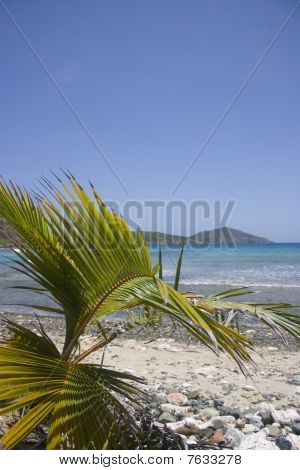 palmeira de bebê na praia