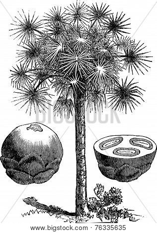 Sugar Palm Or Borassus Flabellifer, Vintage Engraving