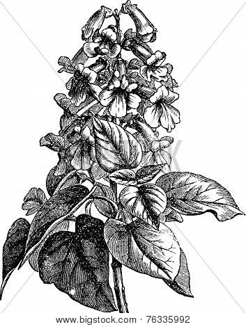 Paulownia Or Paulownia Sp., Vintage Engraving