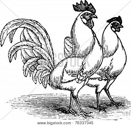 Male And Female Of White Leghorns (chicken) Vintage Engraving