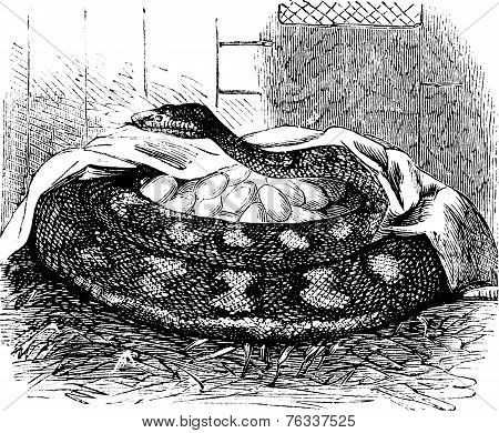 Python Female Incubates Her Eggs, Vintage Engraving.