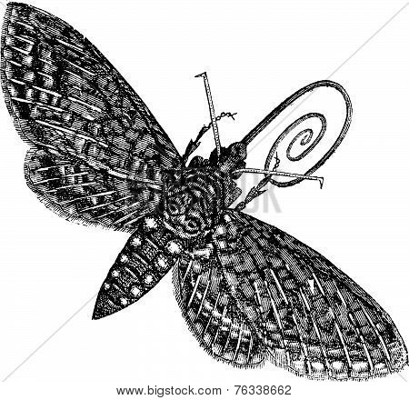 Hawk-moth Or Sphinx Quinquemaculatus Vintage Engraving