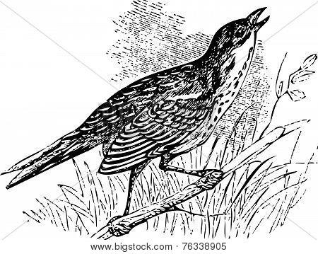 Saltmarsh Sharp-tailed Sparrow Singing