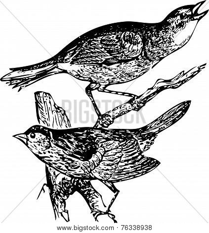 Old Engraving Of A Seaside Sparrow And Lincoln's Sparrow