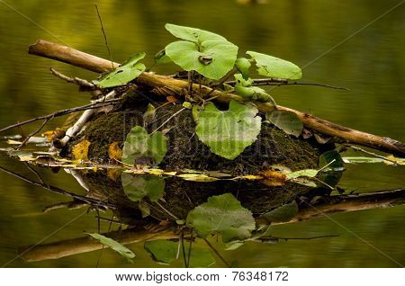 Nest