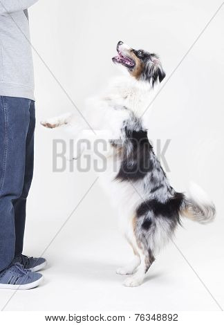 Australian Shepherd With Owner