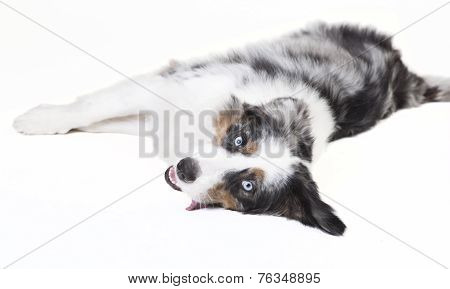 Austrailian Shepherd Lying