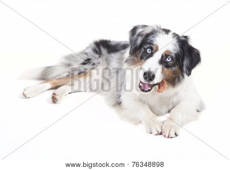 Australian Shepherd With Bone