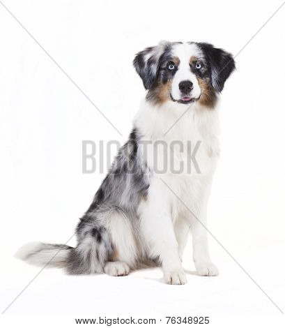 Austrailian Shepherd Sitting