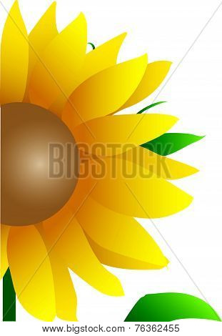 Illustration Of Sunflower
