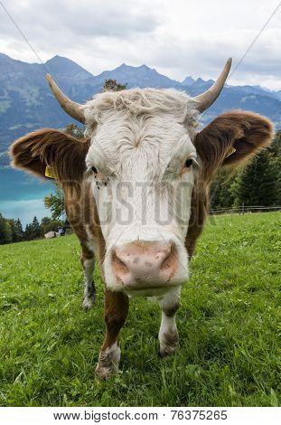 Head Of Cow In Meadow