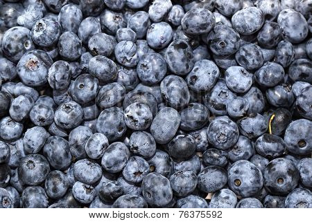 blueberry background