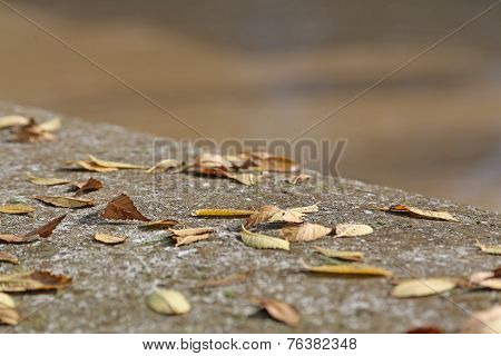 Wall In Fall With Deciduos Dried Leaves