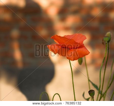 Red Poppies And Silhouette