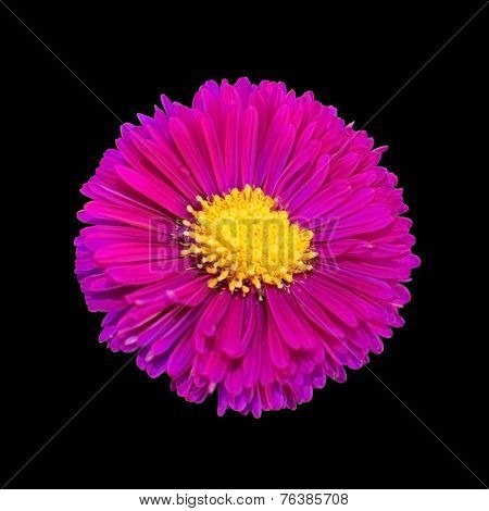 Pink aster flower