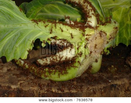 Leafcutter mieren