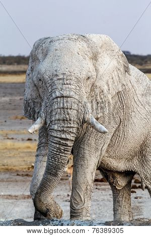 White African Elephants On Etosha Waterhole