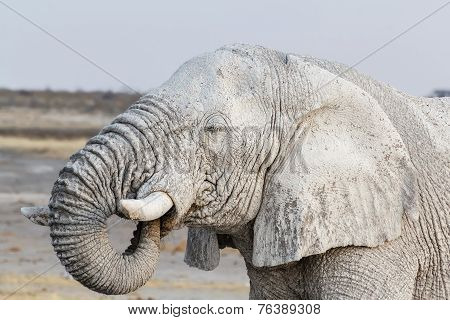 White African Elephants On Etosha Waterhole