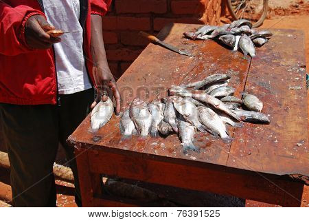 The Market Of The Village Of Pomerini - Fish Market  - Tanzania - Africa