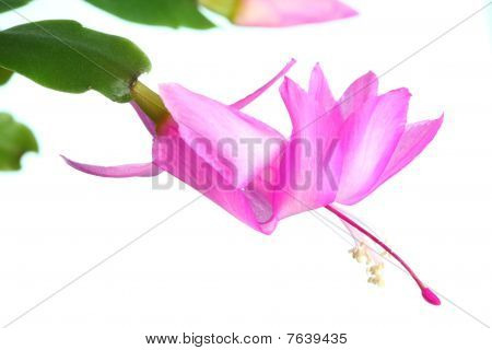Schlumbergera Truncata.