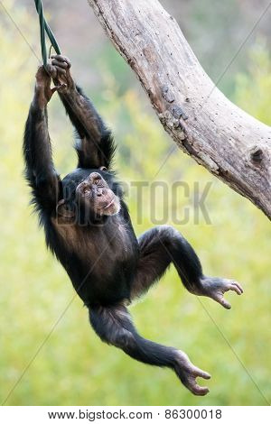 Swinging Chimp VI