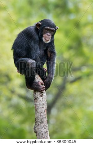 Chimpanzee XI
