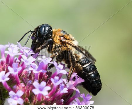 Bumblebee On Purple Flower III