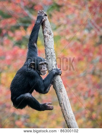 Climbing Chimp II
