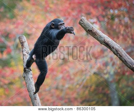 Jumping Chimp