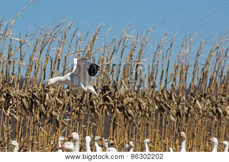 Greater Snow Geese Landing