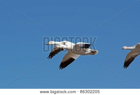 Greater Snow Geese Migrating