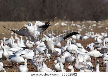 Greater Snow Geese Landing