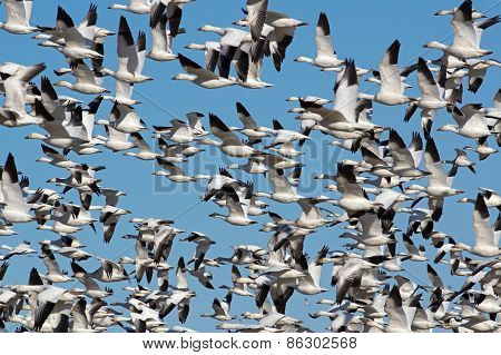 Greater Snow Geese Migrating
