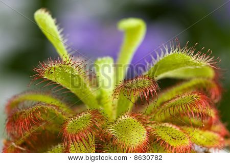 En Drosera aliciae blomst stilk med børster