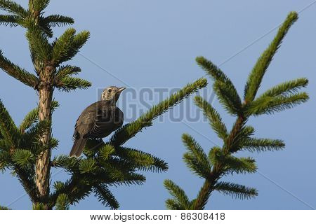 mistle thrush perched on a fir tree, Vosges, France