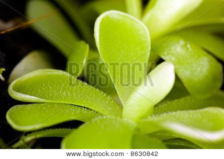 Green Pinguicula Sethos, eine exotische, fleischfressende Pflanze