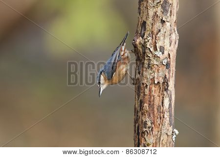 Wood Nuthatch on a trunk,  in Vosges mountains, France